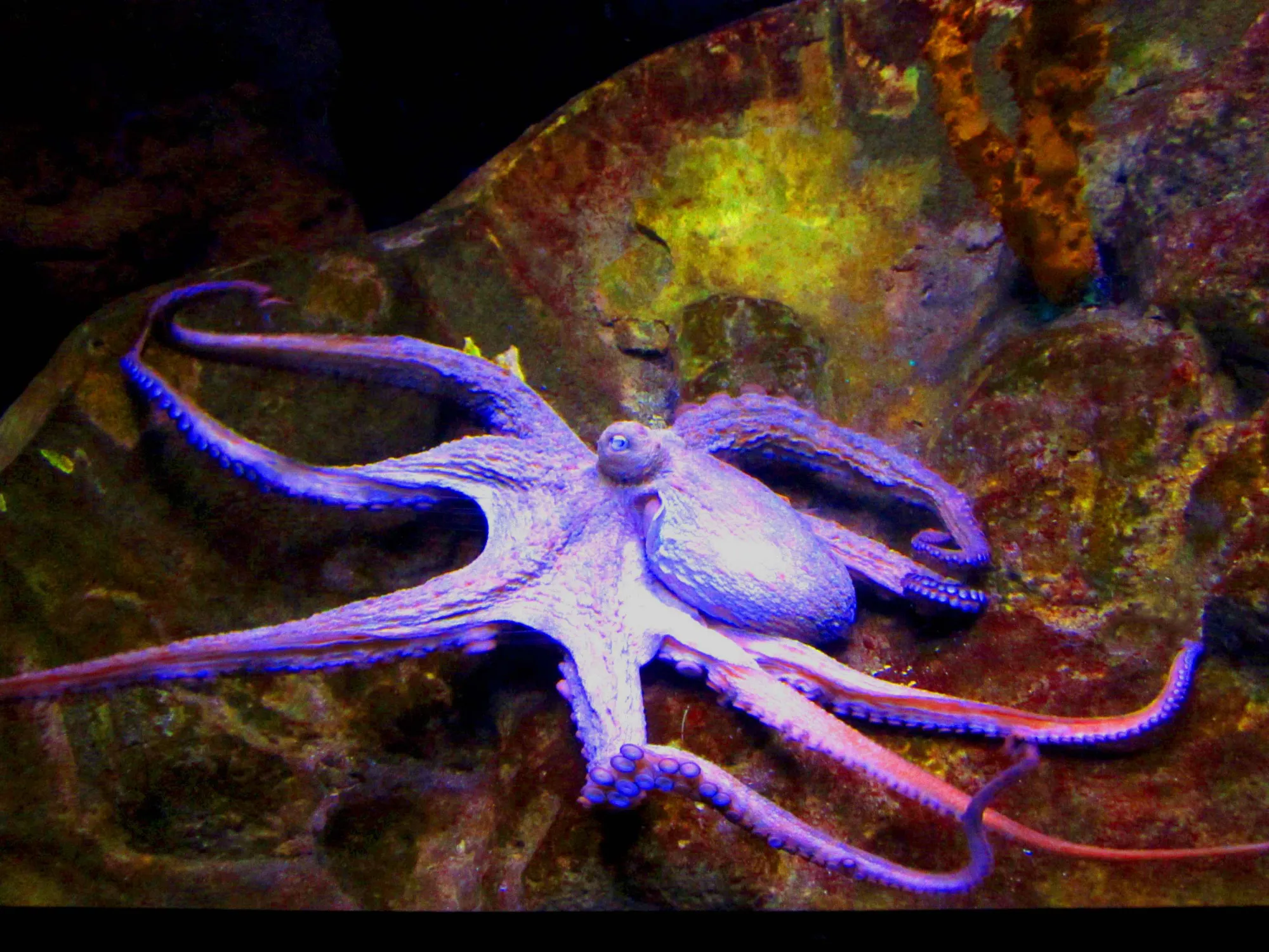 ปลาหมึกยักษ์สีม่วง (Giant purple octopus) 