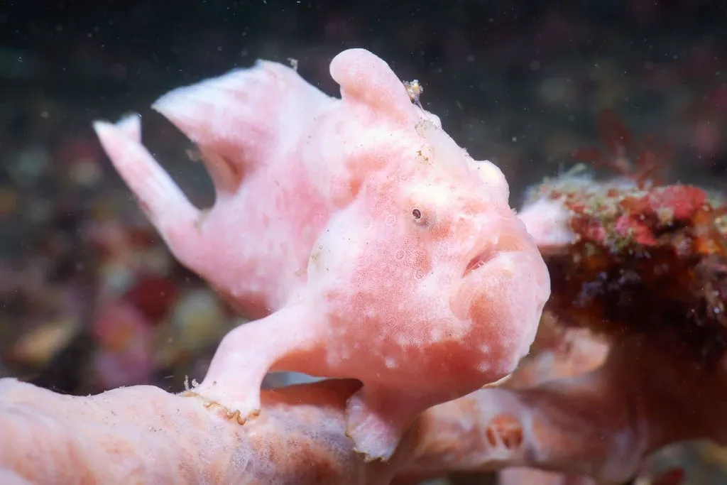 ปลาตีนสีชมพู (Pink frogfish) 